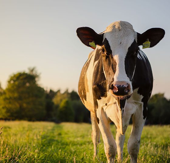Holstein cow standing in a pasture, symbolizing the dairy farming industry that Midwest Ag Electric powers with reliable electrical systems.