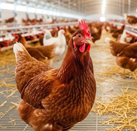 Commercial layer hen in a modern poultry production facility, representing the specialized livestock operations we serve