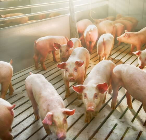 Interior of a clean commercial swine finishing barn, highlighting the scale of hog production facilities powered by our electrical team.