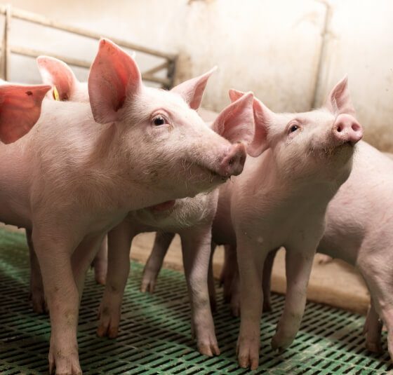 Commercial swine facility interior with pigs on slatted floors, showing the modern livestock environments where Midwest Ag Electric installs systems.