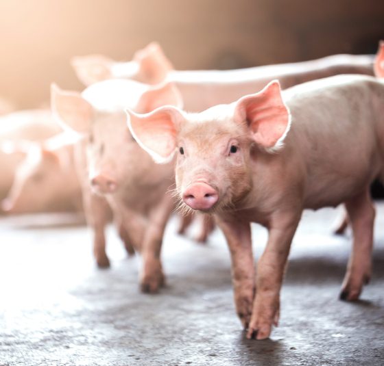 Young piglets in a commercial nursery facility, showing the specialized livestock environments we power.
