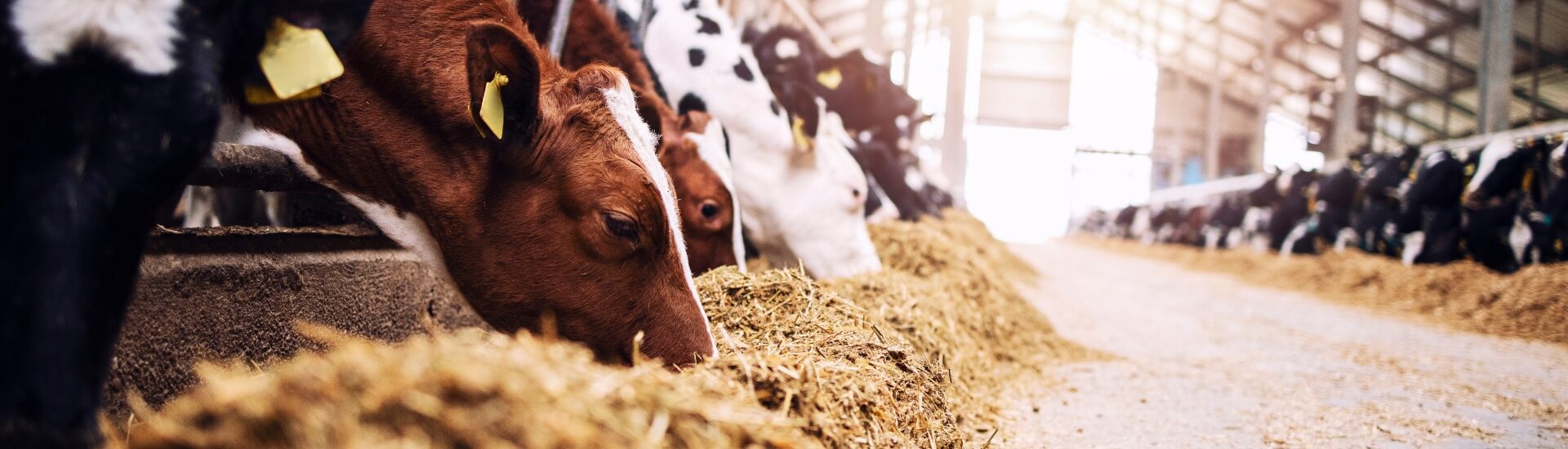 Row of dairy cattle feeding in a well-lit commercial barn, representing the types of dairy facilities we service.