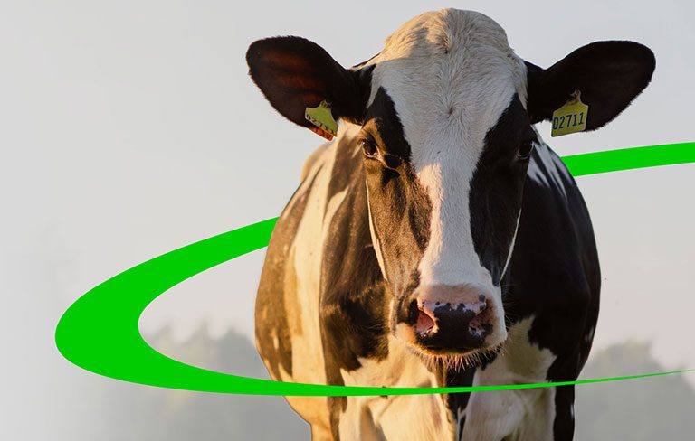 Agricultural electrical wiring and systems maintenance for a commercial dairy operation