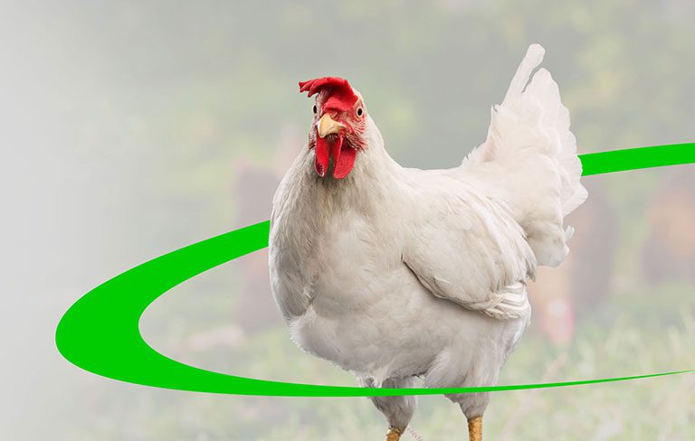 Commercial poultry facility lighting and electrical installation by Midwest Ag Electric