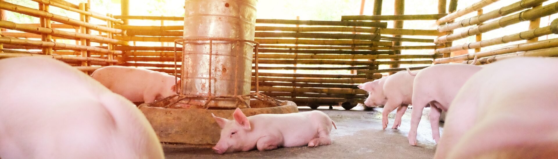 Swine resting near a central feeder inside a commercial livestock facility, highlighting our expertise in swine operation electrical systems.