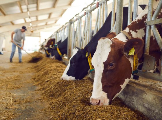 A Midwest Ag Electrician working inside a commercial dairy facility with cows feeding, demonstrating the scale of agricultural operations we support.